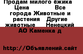 Продам милого ёжика › Цена ­ 10 000 - Все города Животные и растения » Другие животные   . Ненецкий АО,Каменка д.